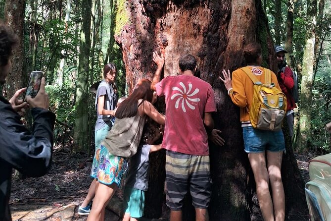 4x4 Tijuca National Park Rio de janeiro - Price and logistics that actually affect your day