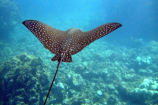A BOAT TOUR to the TIJUCAS ISLANDS with an AMAZING UNDERWATER FLIGHT! FRESH AIR AND FREEDOM! - The Underwater Flight: What You Are Really Doing