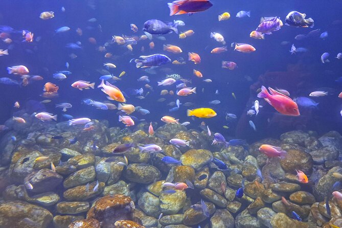 AquaRio and Biopark half-day tour - A real Rio half-day by convertible jeep, not a checklist bus