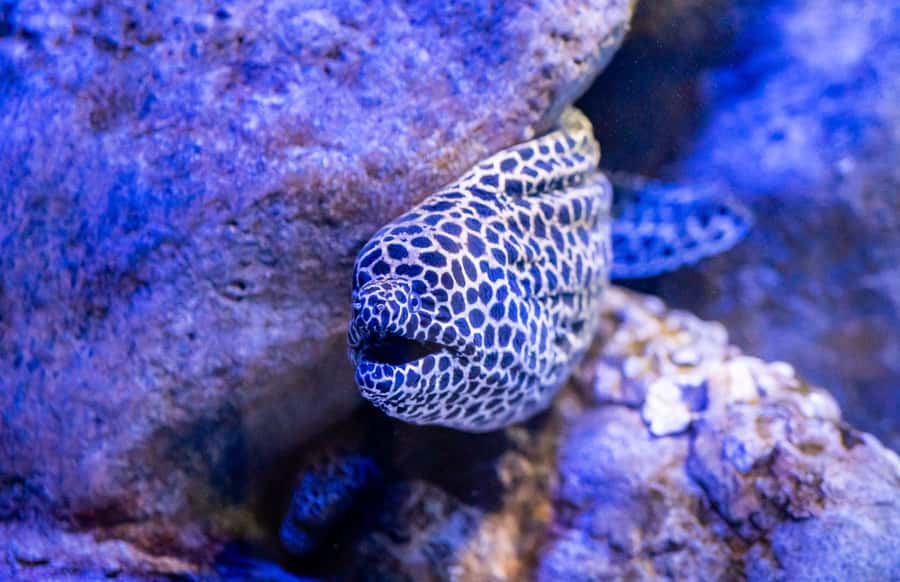 AquaRio and Olympic Boulevard Small Group Tour - Key things I’d plan around