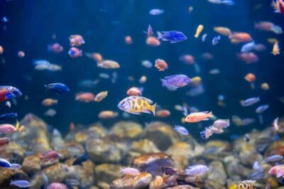 AquaRio and Olympic Boulevard Small Group Tour