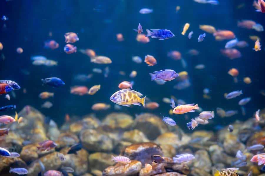 AquaRio and Olympic Boulevard Small Group Tour - Hotel pickup timing, and why it matters in Rio