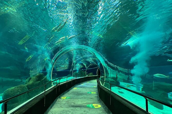AquaRio Rio de Janeiro Tickets Only - AquaRio Inside, 2,000 Animals and 350 Species In One Admission