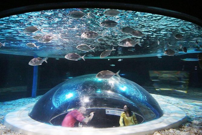 AquaRio Small Group Guided Tour with entrance and transfer - Inside AquaRio: the tank, the tunnel, and the photo moment