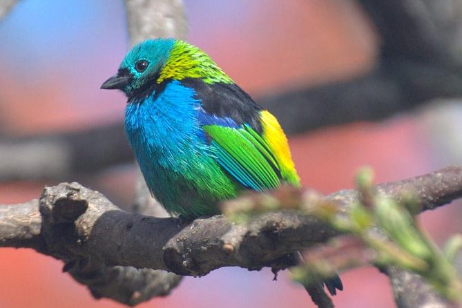Birdwatching tour to Tijuca National Park with Pica-pau Tours - Floresta da Tijuca stop: where listening earns its keep