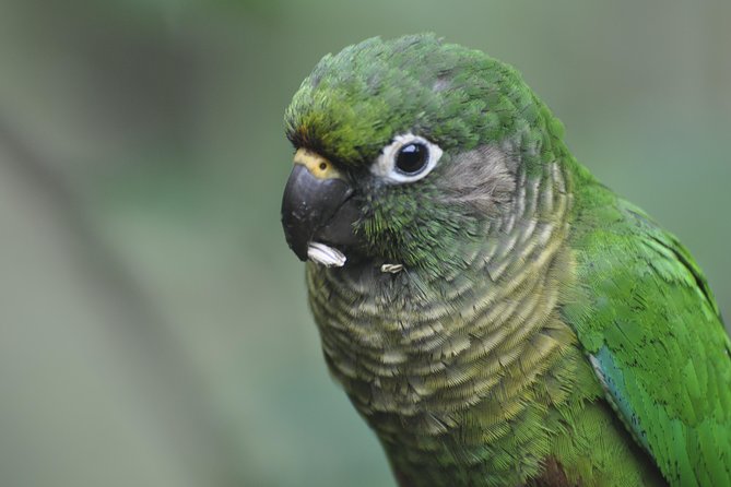 Birdwatching tour to Tijuca National Park with Pica-pau Tours - Vista Chinesa: viewpoints that help you spot what is hard to find