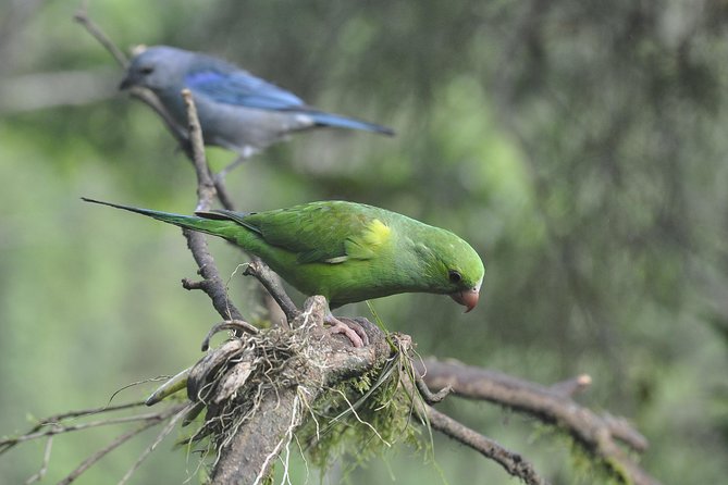 Birdwatching tour to Tijuca National Park with Pica-pau Tours - Birds you can reasonably hope for, and birds you should not expect on demand