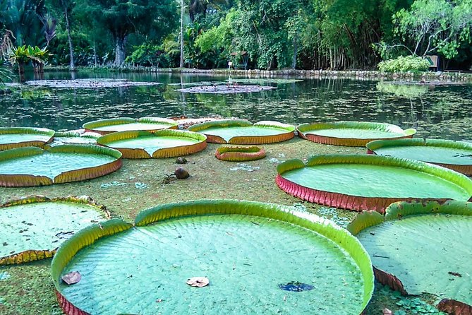 Botanical Garden, a Place of Science, Culture, and Leasure - Key highlights you will feel fast