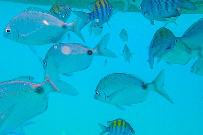 Day Use VIP to Angra dos Reis - Small Group Beach Tour - Lagoa Azul: the calm-water stop you plan your swim around