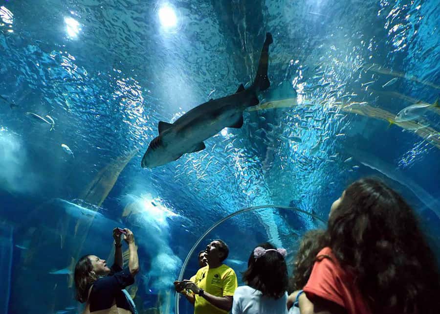 Discover AquaRio & Olympic Boulevard: Marine Life and Art - Key Highlights You Should Know Before You Go