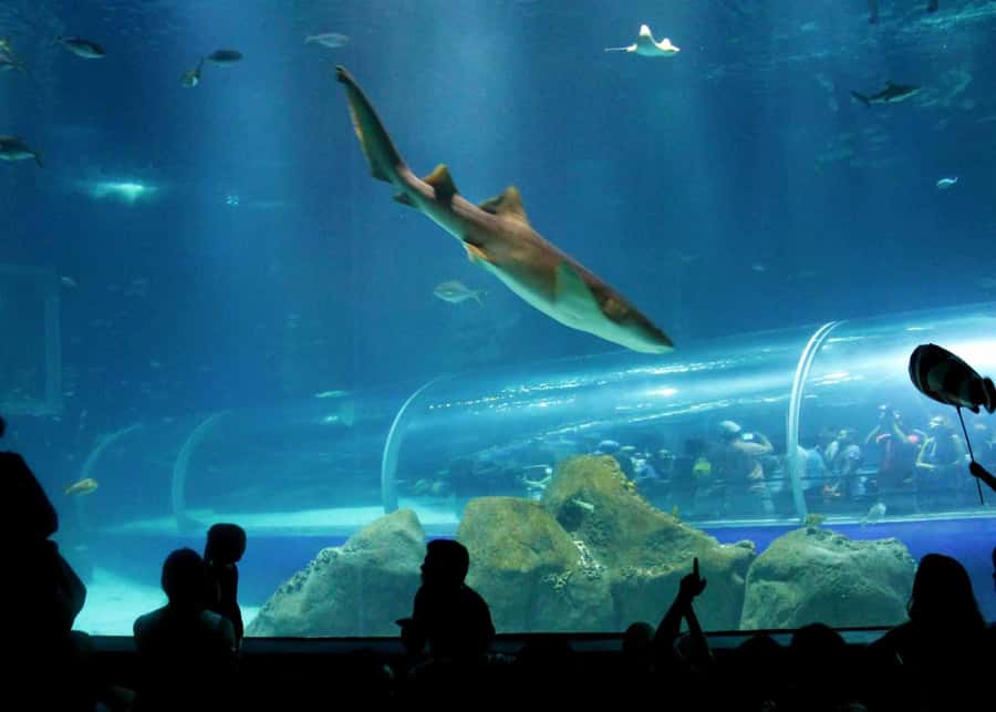 Discover AquaRio & Olympic Boulevard: Marine Life and Art - AquaRio in Rio’s Port Zone: Why This Aquarium Works for Real People