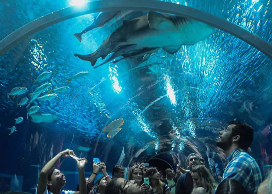 Discover AquaRio & Olympic Boulevard: Marine Life and Art - The Oceanic Tank: Sharks, Scale, and That First Big Wow