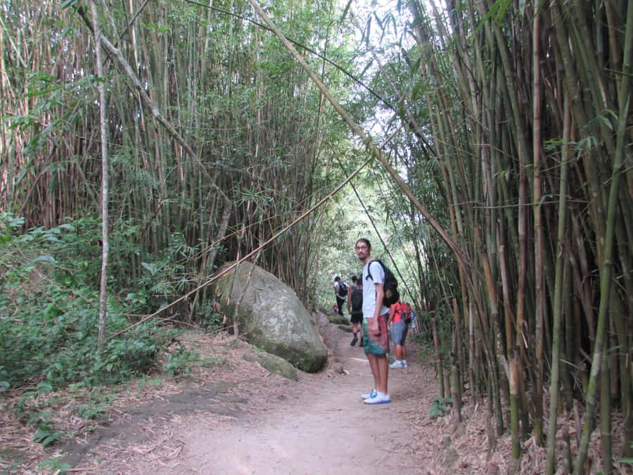 Discover Pedra do Telégrafo: Scenic Hike with Expert Guide - The Hike Build-Up: Moderate Path, Big Payoffs