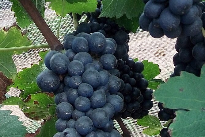 Full-Day Winery Tour from Rio - Key Things to Know Before You Go