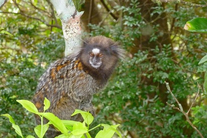 Guided Tour in Tijuca Forest with transfer - Floresta da Tijuca: Wildlife Time, Butterflies, Reforestation Lessons