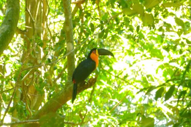 Hiking to Christ the Redeemer A Journey to Rio's Iconic Landmark - Should you book this Corcovado hiking experience?