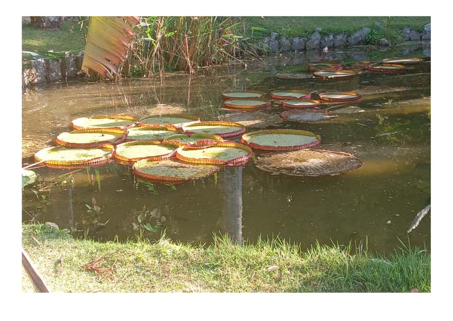 Jardim Botânico do Rio de Janeiro - Key takeaways before you go