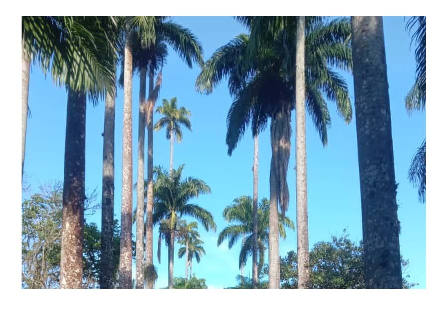 Jardim Botânico do Rio de Janeiro - Jardim Botânico in the middle of Rio, and why that matters