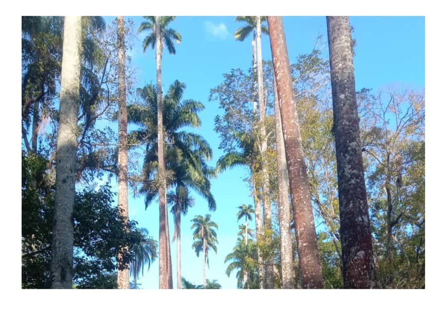 Jardim Botânico do Rio de Janeiro - What you really get from the guide, fun pace and human warmth