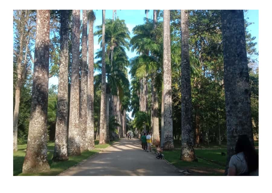 Jardim Botânico do Rio de Janeiro - Entering the garden with history in mind