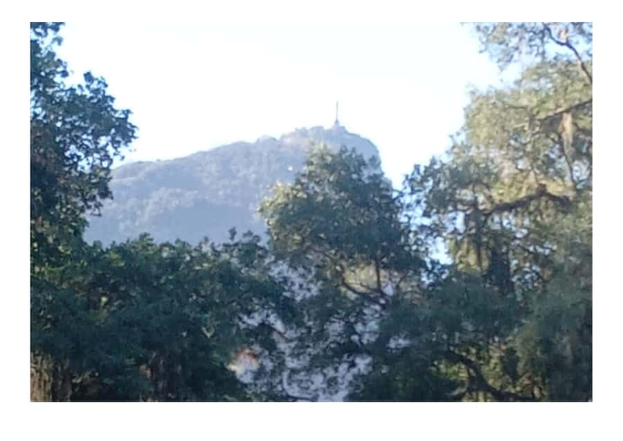 Jardim Botânico do Rio de Janeiro - How the 4-hour flow works, with guided time and free wandering