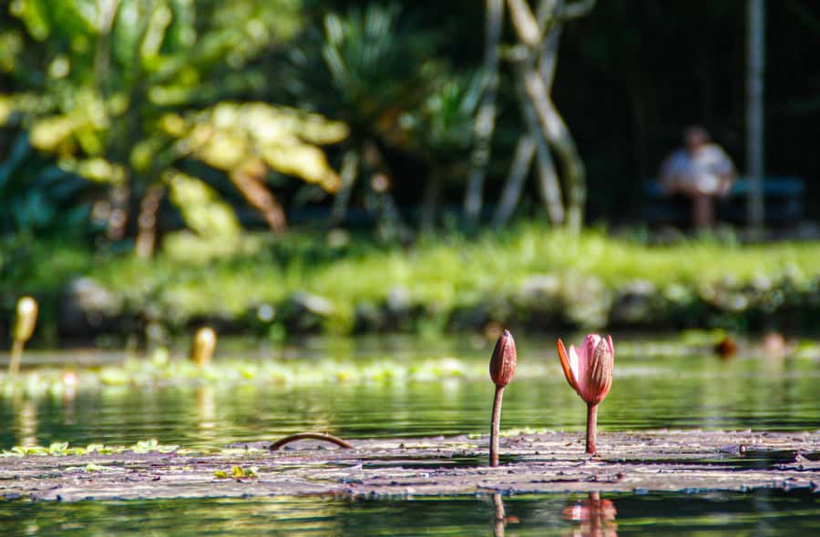 Jeep'n'Green: Rio Botanical Garden & Tijuca Rainforest Tour - Pepino Beach: a final tease of the coastline