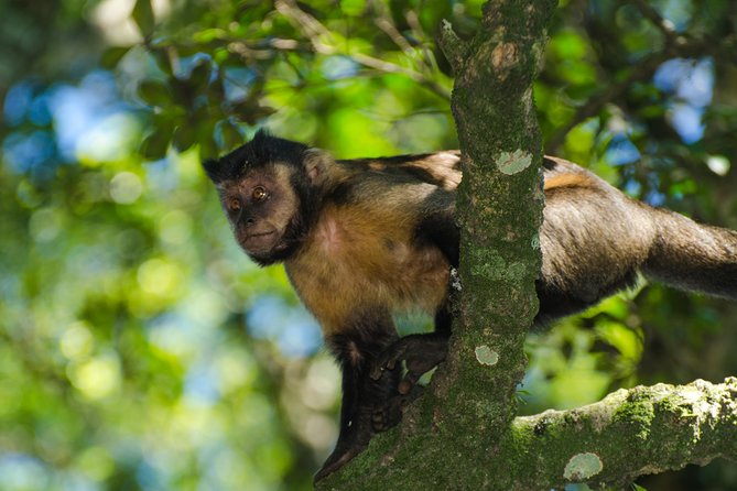 Jeep Tour to Tijuca Forest in Rio de Janeiro - Why Tijuca Forest by Jeep Is Worth Your Half Day