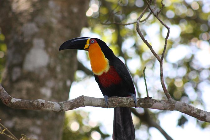 Jeep Tour to Tijuca Forest in Rio de Janeiro - Key Highlights You’ll Actually Notice