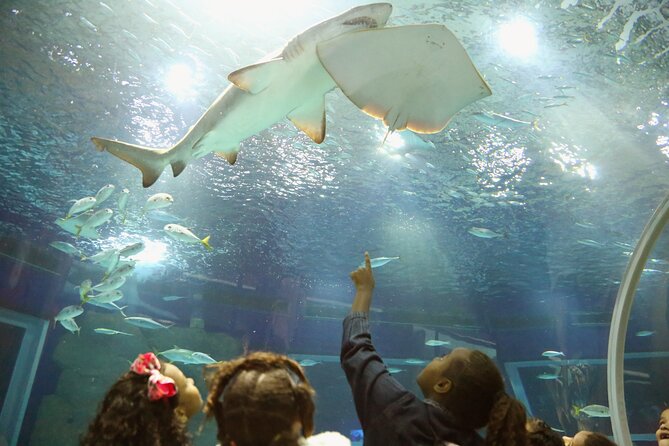 Museum of Tomorrow, AquaRio & Olympic Boulevard in Rio de Janeiro - Hotel pickup and the 9:00 am start: why it matters in Rio