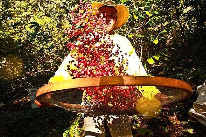 Original Historic Coffee Farm Guided Tour with Transfer - What to Expect From Each Time Block (So You Can Plan Your Day)