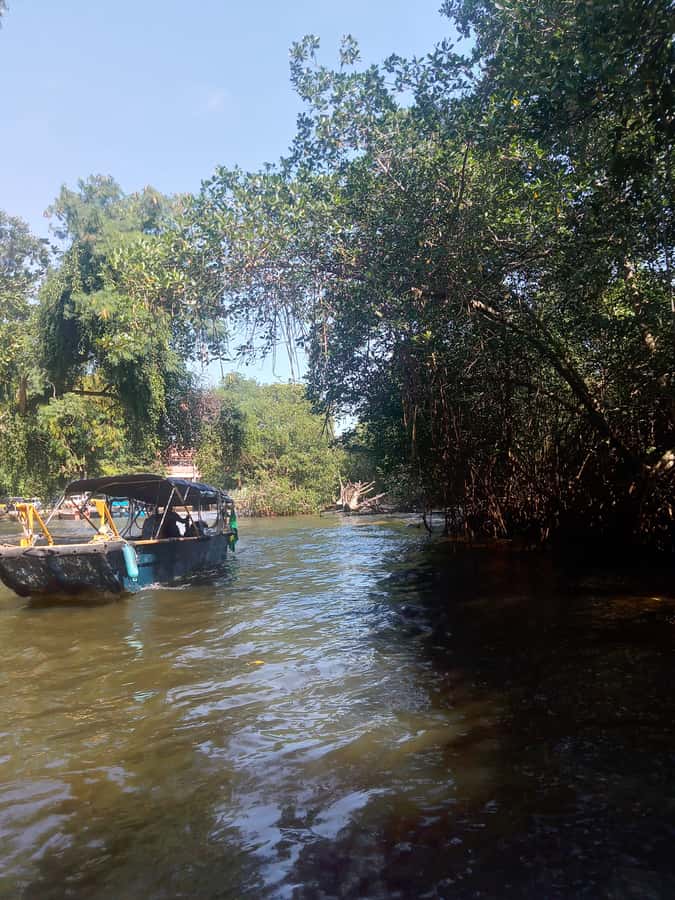 Pantanal of Rio de Janeiro - A Pantanal day in Rio, minus the long safari drive