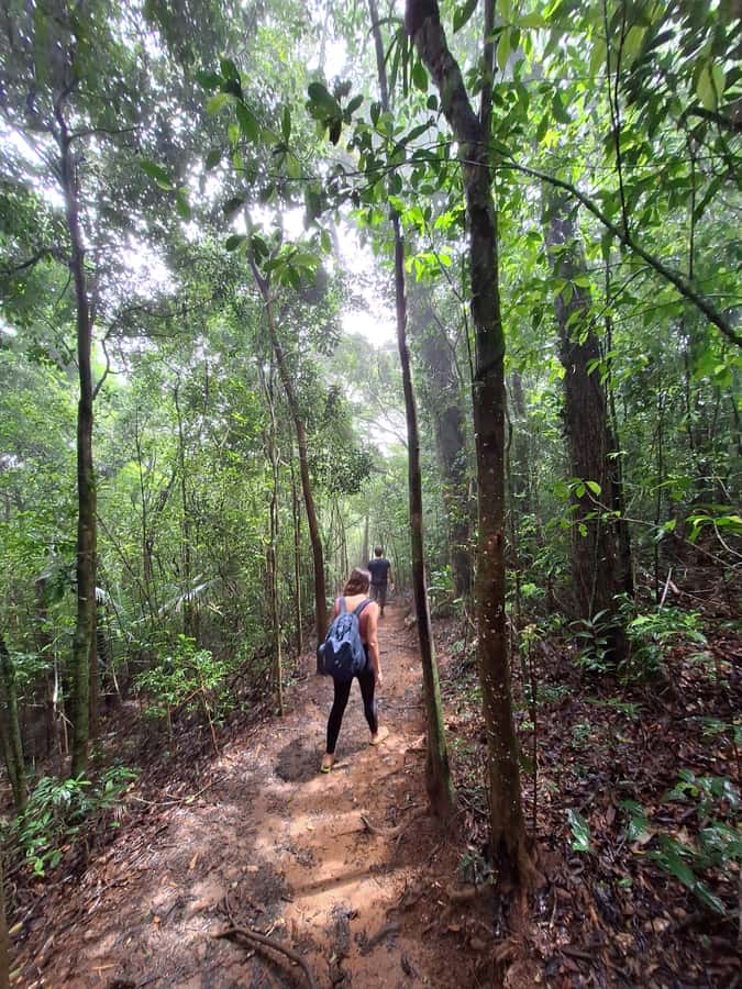 Pedra Bonita Trail: The easiest trail with a beautiful view of Rio - Tijuca Forest nature moments you’ll actually notice