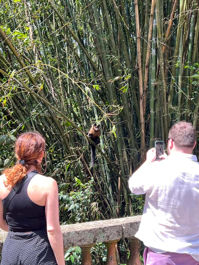 Private Tijuca Forest & Botanical Garden Guided Tour - Key highlights worth your time