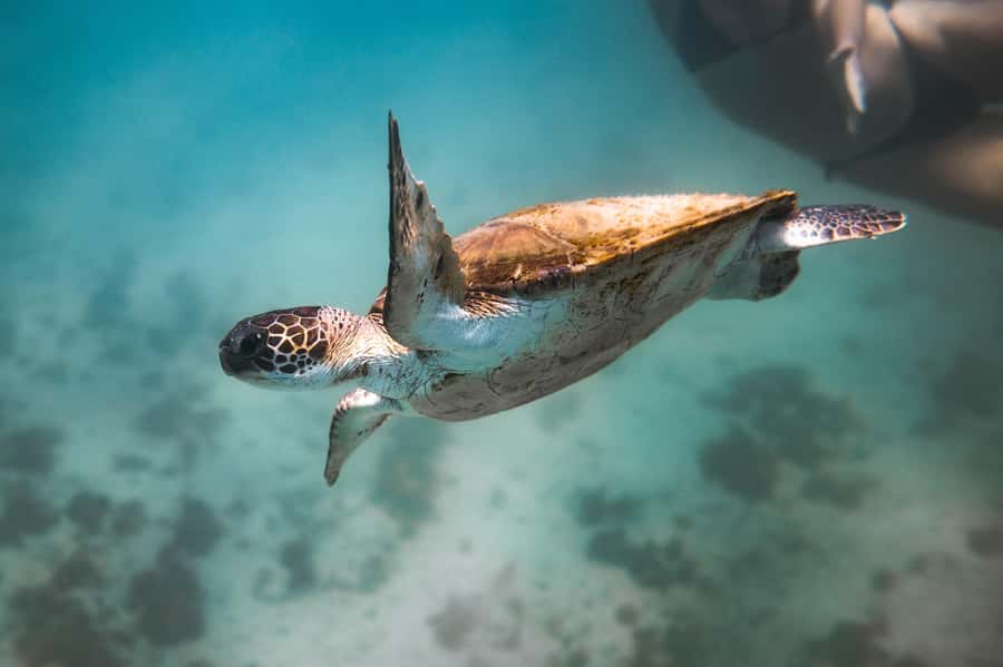 Rio: Best Dive Experience All Inclusive Scuba Diving Package - If You Are Certified: Two Guided Tank Sessions and Real Pacing