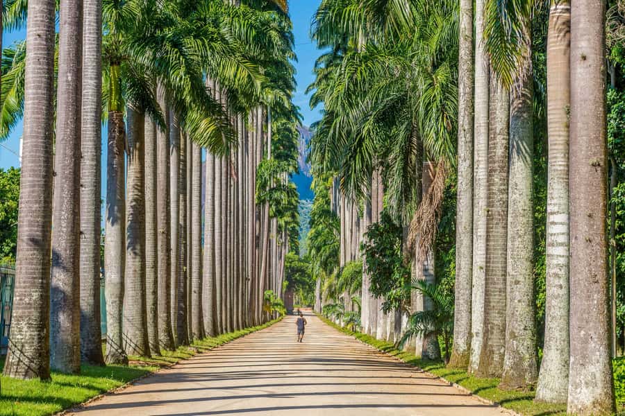 Rio: Botanical Garden, Tijuca Forest, and Parque Lage Tour - Should you book this Rio botanical, forest, and Parque Lage tour?