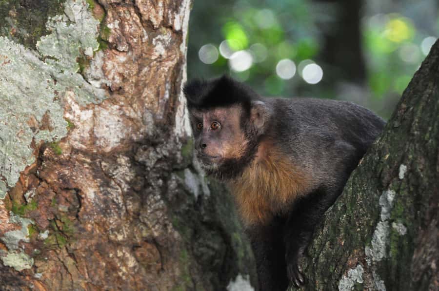 Rio de Janeiro: 4-Hour Botanical Garden & Tijuca Forest Tour - Ticket option detail: Botanical Garden entry can be optional