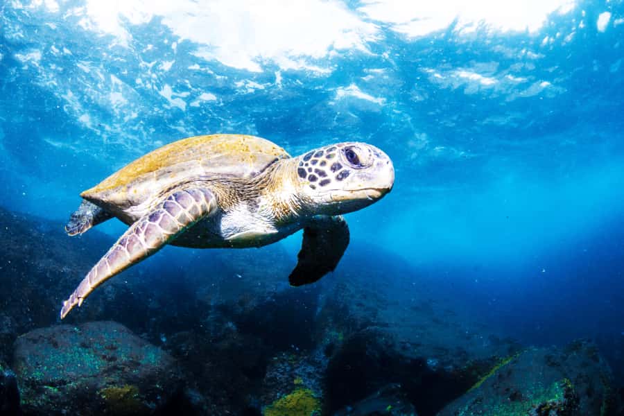 Rio de Janeiro: Arraial do Cabo Scuba Diving Day Trip - Arraial do Cabo’s underwater reputation, and why the trip is worth the time