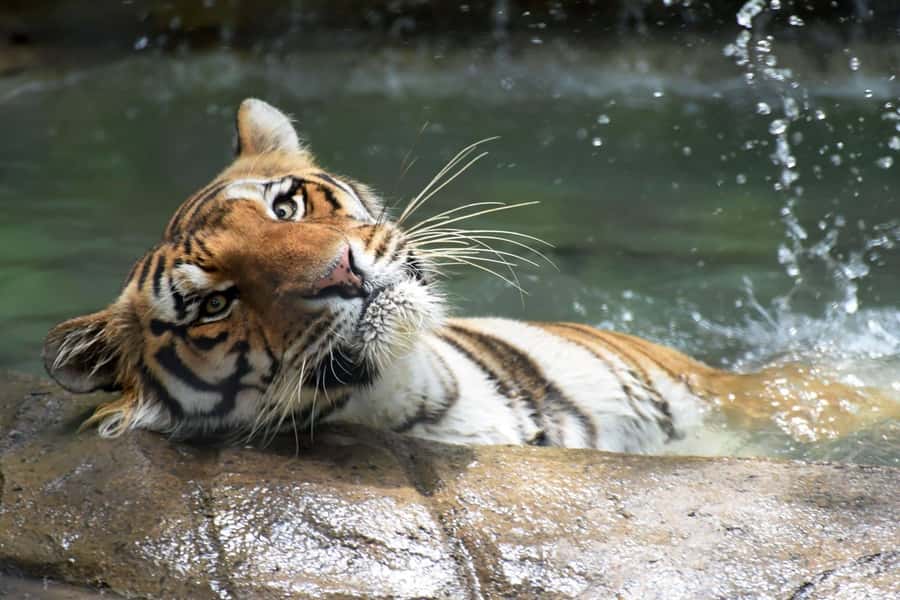 Rio de Janeiro: BioParque Guided Tour with Transfer - Quick take: what makes this BioParque tour worth your time