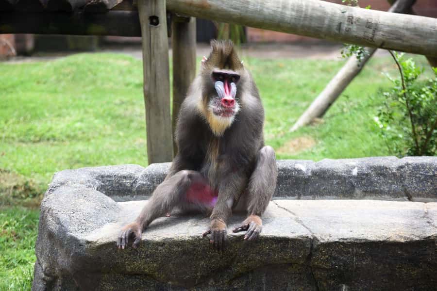 Rio de Janeiro: BioParque Guided Tour with Transfer - BioParque is not a typical zoo, and that changes the visit