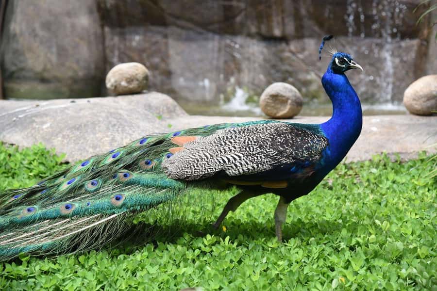 Rio de Janeiro: BioParque Guided Tour with Transfer - Price and value: what you get for $58 in 4 hours