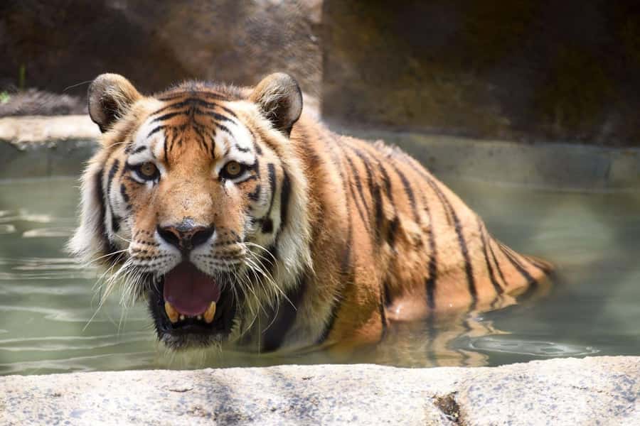 Rio de Janeiro: BioParque Guided Tour with Transfer - What to bring for a comfortable visit in the sun