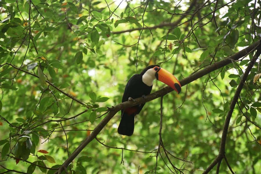 Rio de Janeiro: BioParque Guided Tour with Transfer - The 4-hour flow: pickup, guided circuit, then back to your hotel