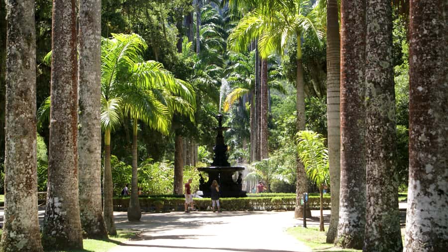 Rio de Janeiro: Botanical Garden Guided Visit - The Research Institute Feeling: Why the Guide Makes Sense Here