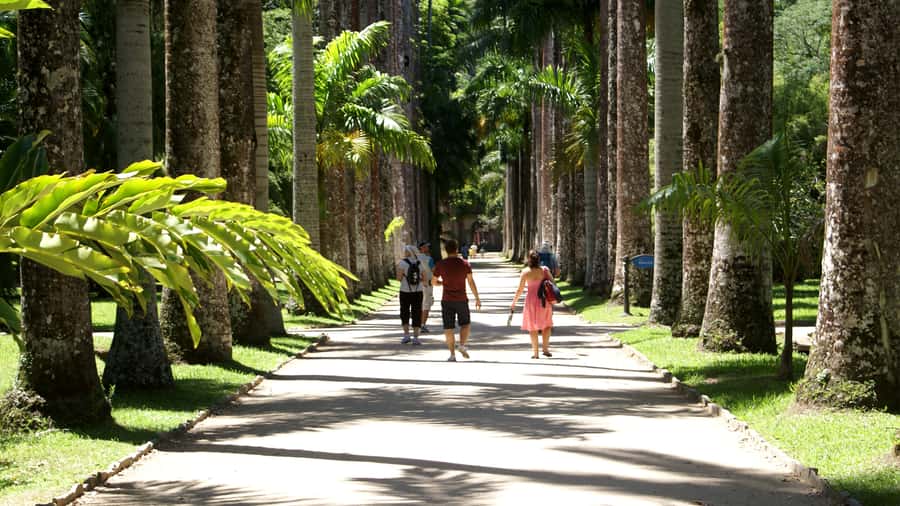 Rio de Janeiro: Botanical Garden Guided Visit - Lago Frei Leandro and the Victoria Water Lilies