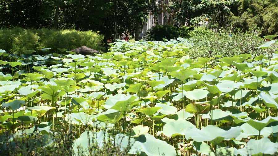 Rio de Janeiro: Botanical Garden Guided Visit - Animals in the Garden: What You Can Actually Look For