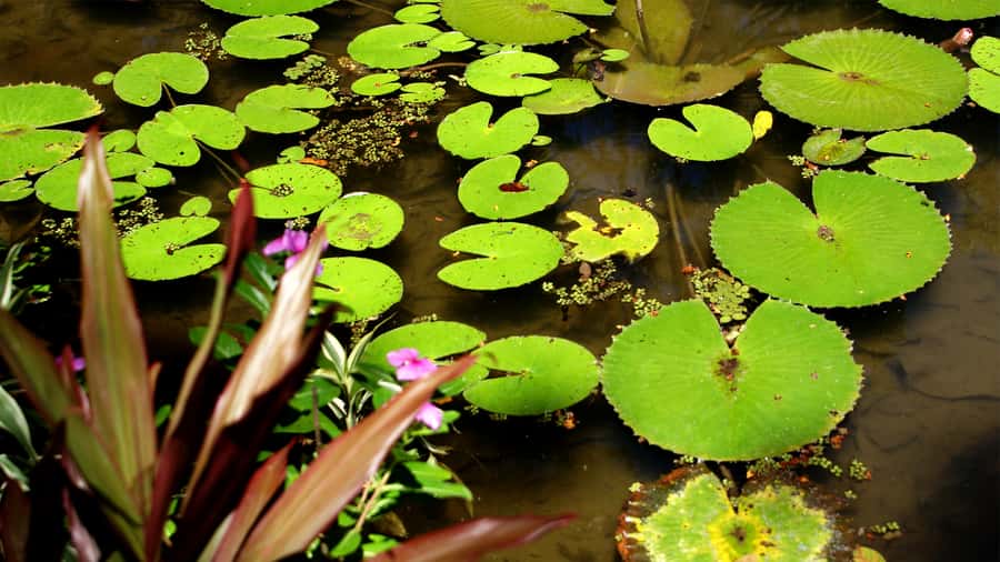 Rio de Janeiro: Botanical Garden Guided Visit - The Old Gunpowder Factory: A Historic Curveball in the Green
