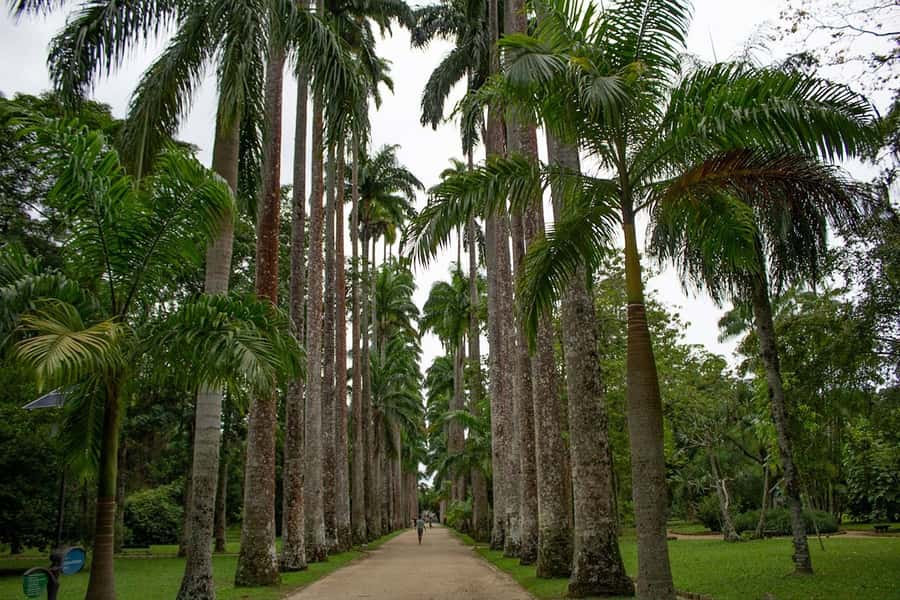 Rio de Janeiro: Botanical Garden & Tijuca Forest Guided Tour - Price and ticket math: does $85 feel fair for what you get?