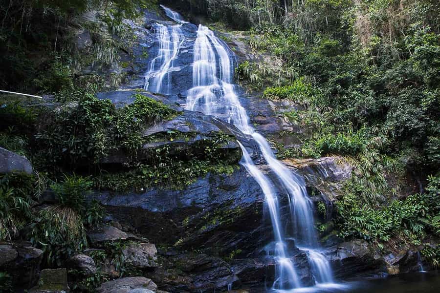 Rio de Janeiro: Botanical Garden & Tijuca Forest Guided Tour - Botanical Garden highlights: imperial palms and orchids with a real guide
