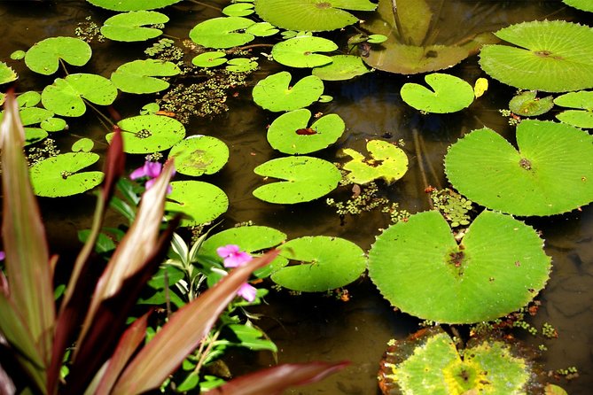 Rio de Janeiro Botanical Garden Tour - Price and Logistics: What $81.35 Really Buys You