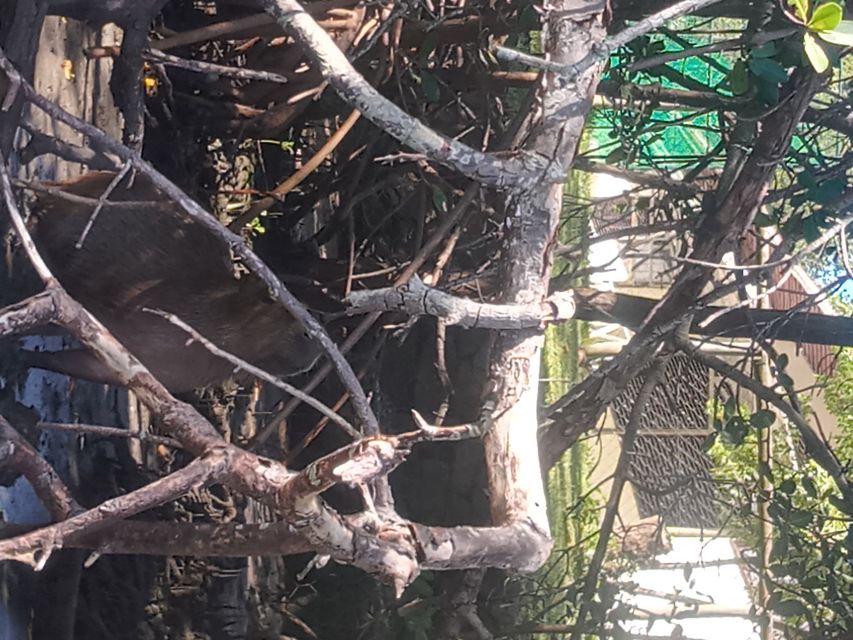Rio de Janeiro: Cariocando na Floresta da Tijuca - Reforestation and Protection Since 1964: The Park’s Big Story